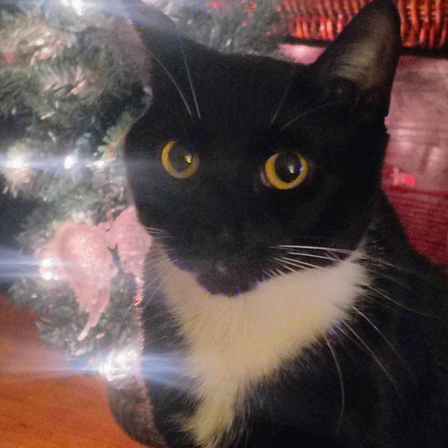 Vea'S Rebel is registered to the contest to win money with this photo: animal, background, basket, black_and_white, cat, christmas_tree, close_up, cozy, curious, decorations, feline, festive, holiday_lights, indoor, pet, soft_lighting, tuxedo_cat, whiskers, wood_floor, yellow_eyes