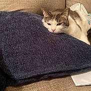Sassy joined the competition — help win amazing prizes! animal, beige, blanket, cat, comfort, couch, cozy, domestic, feline, fur, home, indoor, living_room, navy_blue, pet, pillow, relaxed, resting, sleepy, soft_texture