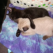 Lilly And Lucifer is registered to the contest to win money with this photo: animal, black_cat, blue, cat, companion, cozy, cream_cat, cuddle, cute, friendship, fur, indoor, kitten, laundry_basket, pets, purple, resting, sleeping, soft, tie_dye