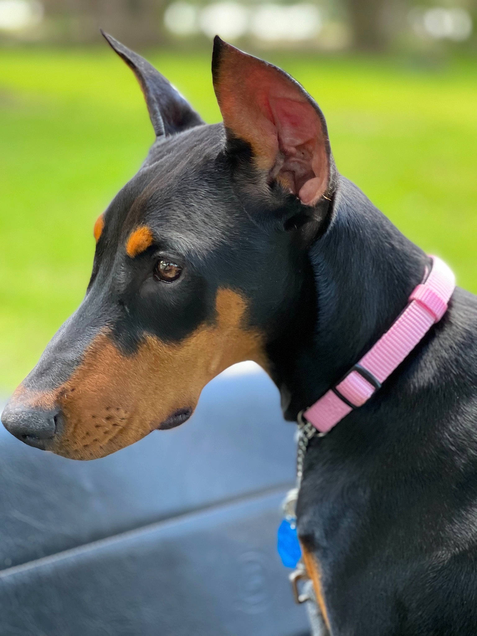 Lizzy joined the competition — help win amazing prizes! canidae, carnivore, collar, companion_dog, dobermann, dog, dog_breed, dog_collar, dog_sports, dog_supply, electric_blue, fashion_accessory, guard_dog, hunting_dog, pet_supply, snout, sporting_group, terrestrial_animal, working_animal, working_dog