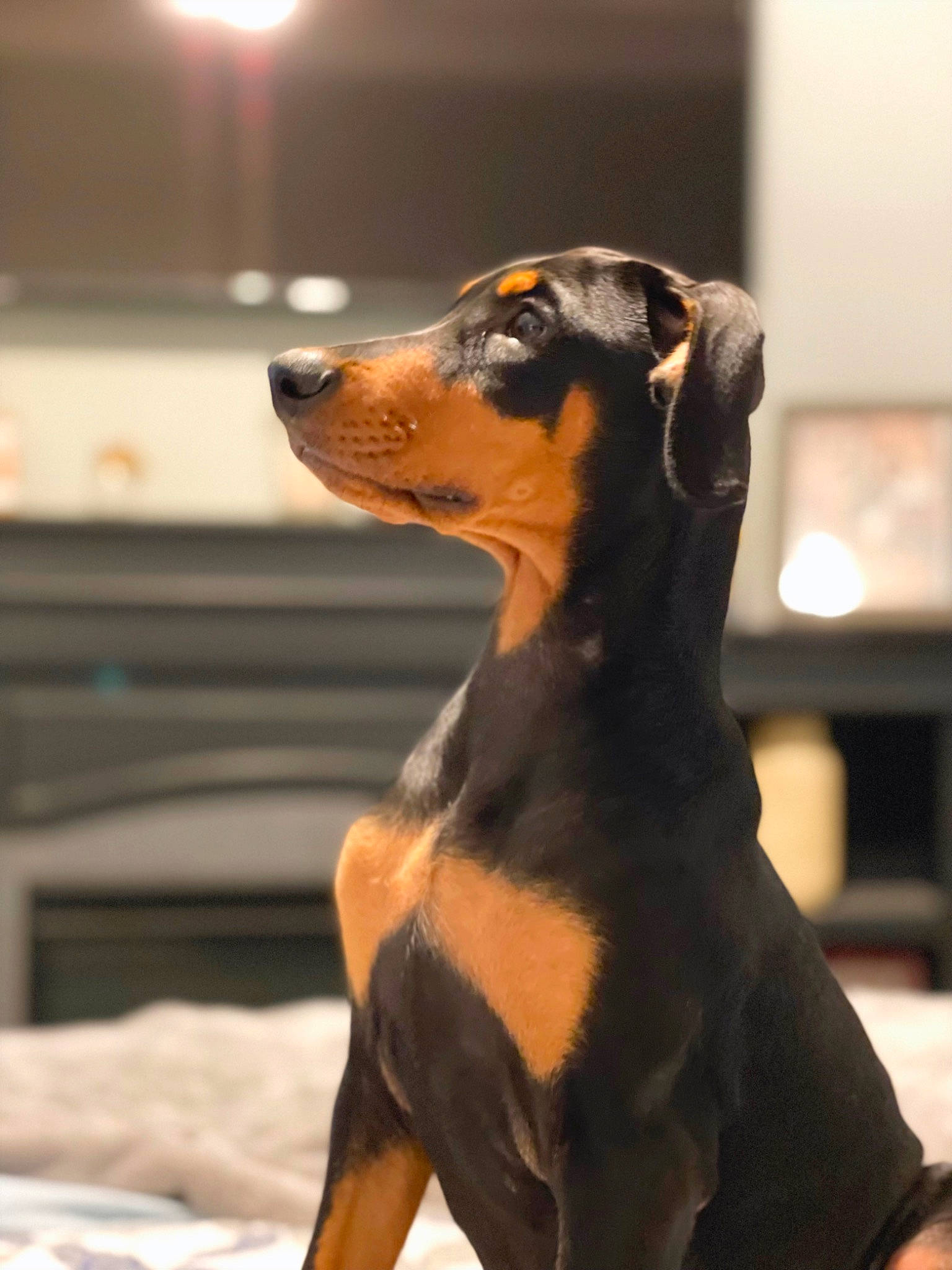 Lizzy joined the competition — help win amazing prizes! canidae, carnivore, companion_dog, dog, dog_breed, fawn, fur, hunting_dog, liver, sporting_group, terrestrial_animal, whiskers, working_animal, working_dog