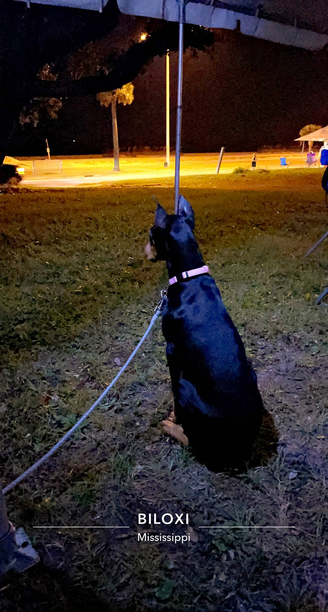 Lizzy is registered to the contest to win money with this photo: carnivore, collar, companion_dog, darkness, dog, dog_breed, dog_collar, electric_blue, fashion_accessory, fun, grass, leash, pet_supply, plant, shadow, soil, sporting_group, tail, tints_and_shades, tree