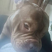 Bouba a rejoint le concours — aidez-le/la à gagner de superbes lots ! dog, pet, close_up, wrinkled_face, brown_fur, muzzle, nose, paw, nails, sleepy, indoor, blanket, towel, portrait, large_dog, eye, whiskers, soft_light, furniture, companion