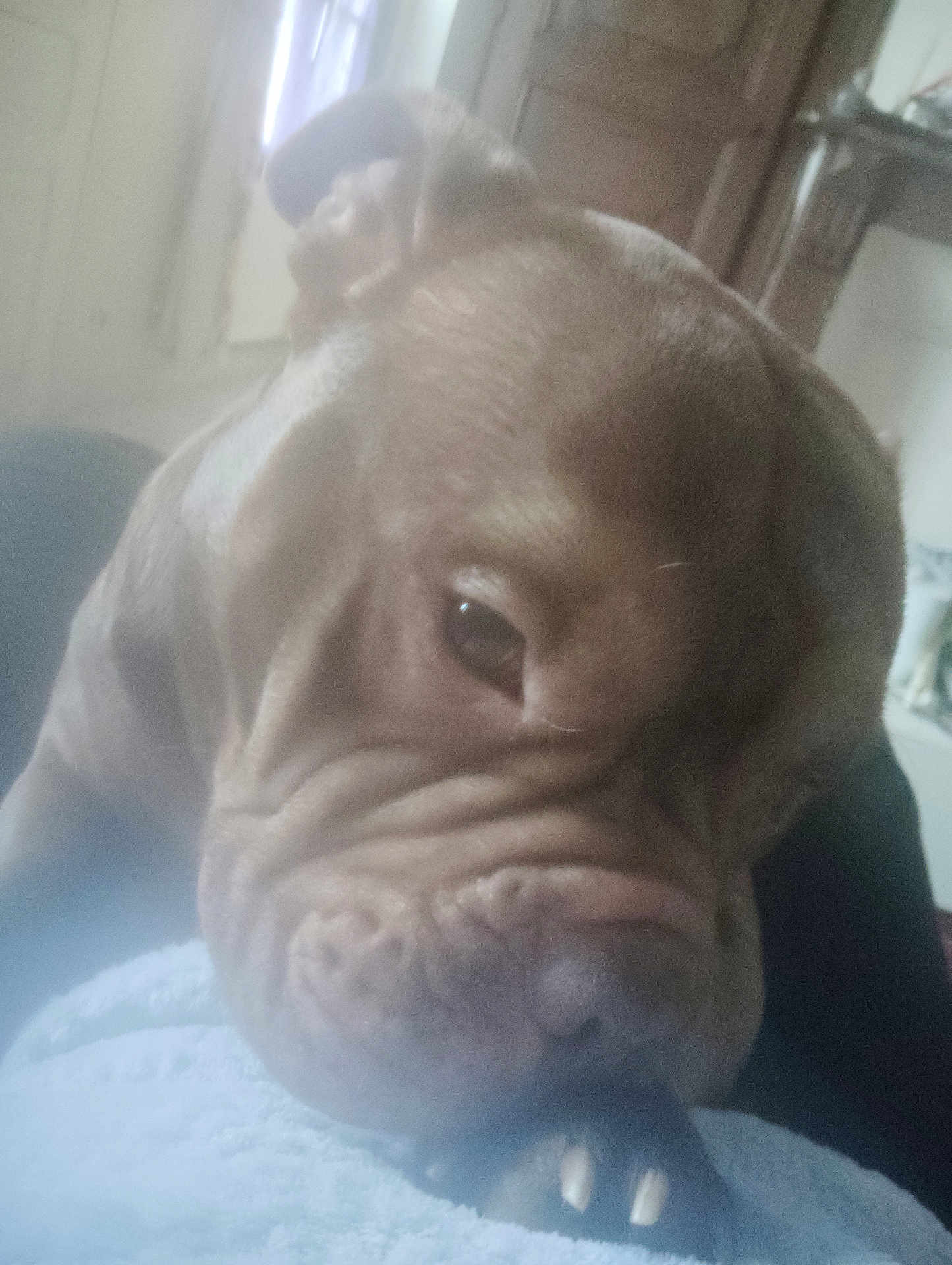 Bouba a rejoint le concours — aidez-le/la à gagner de superbes lots ! dog, pet, close_up, wrinkled_face, brown_fur, muzzle, nose, paw, nails, sleepy, indoor, blanket, towel, portrait, large_dog, eye, whiskers, soft_light, furniture, companion