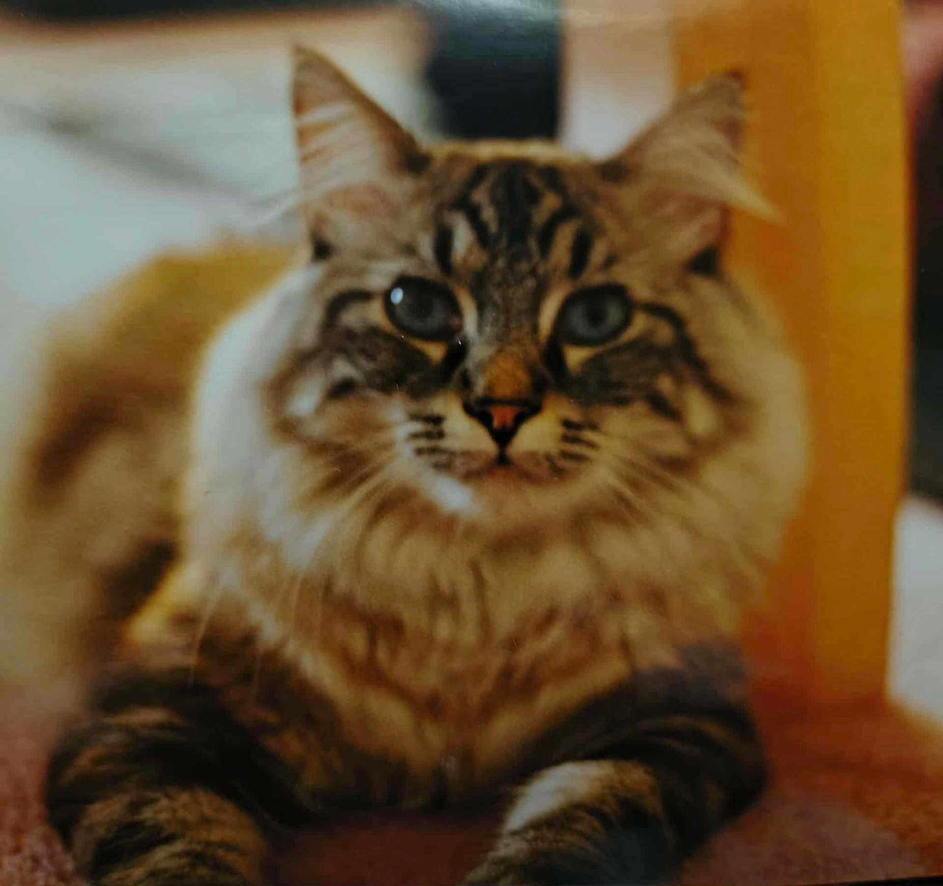 Paws