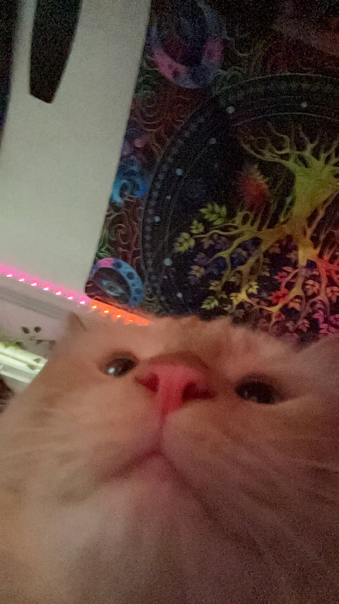 Ace is registered to the contest to win money with this photo: animal, background, blurry, cat, close_up, colorful, curious, cute, decor, face, feline, fur, indoor, led_lights, nose, pet, pink_nose, soft, tapestry, whiskers