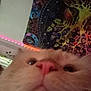 animal, background, blurry, cat, close_up, colorful, curious, cute, decor, face, feline, fur, indoor, led_lights, nose, pet, pink_nose, soft, tapestry, whiskers