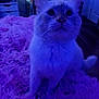 Ace joined the competition — help win amazing prizes! animal, bedroom, blurred_background, cat, close_up, cozy, curious, cute, domestic, ears, feline, fluffy, furniture, indoor, lighting, pet, purple_blanket, purple_tone, soft_texture, whiskers