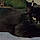 Blackie