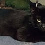 black_cat, cat, pet, animal, indoor, feline, lying_down, looking_at_camera, ears, whiskers, eyes, fur, texture, home, furniture, blurred_background, dim_lighting, resting, closeup, mammal