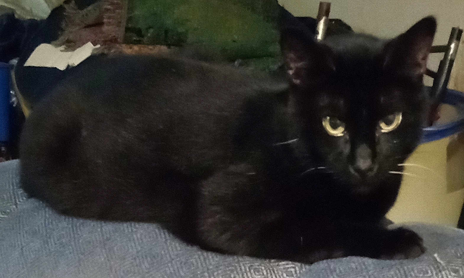 Blackie
