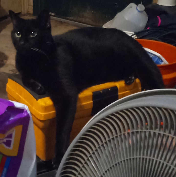 Blackie