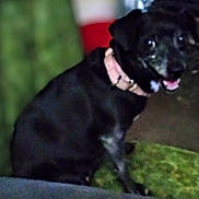 Layla is registered to the contest to win money with this photo: animal, black_dog, blur, canine, collar, companion, cute, dog, domestic_animal, facing_camera, friendly, furry, green_background, indoor, looking_back, mouth_open, out_of_focus, pet, red_background, sitting