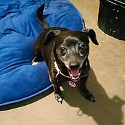 Layla is registered to the contest to win money with this photo: animal, black_dog, canine, collar, companion, cute, dog, dog_bed, domestic_animal, excited, floor, fur, happy, indoor, looking_up, mammal, pet, pink_collar, small_dog, tail