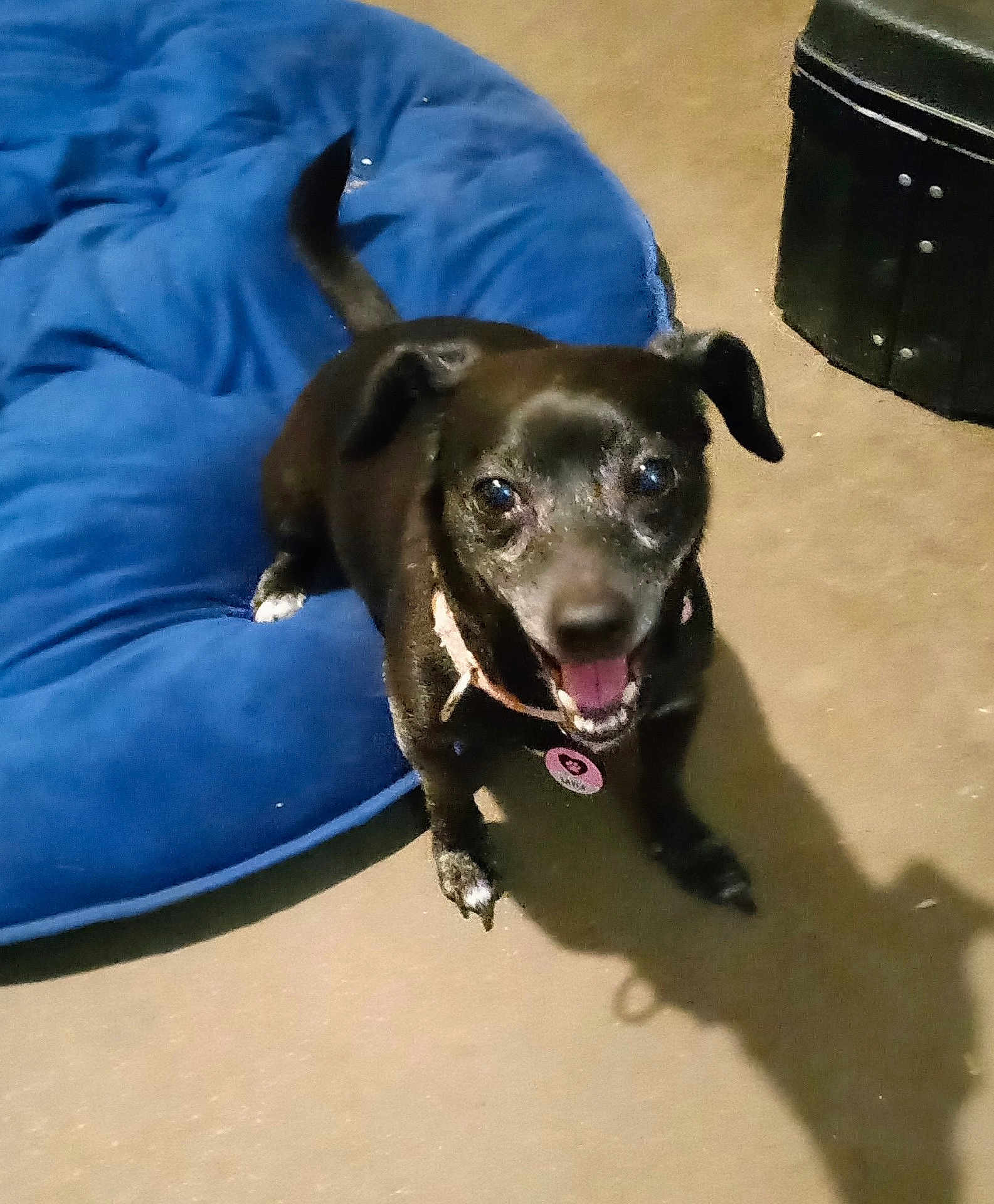 Layla