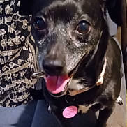 Layla joined the competition — help win amazing prizes! animal, black_dog, closeup, collar, companion, couch, cute, dog, domestic, ears, friendly, fur, happy, indoor, paw, pet, sitting, smiling, tag, tongue_out