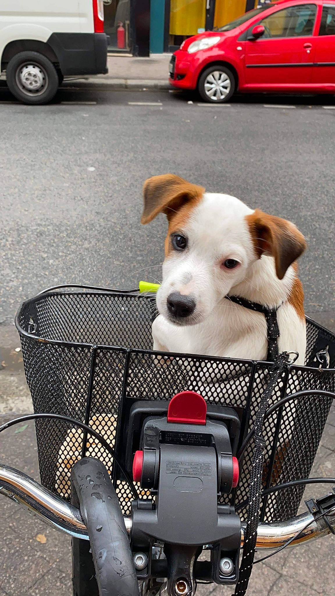 Lhasa participe au concours pour gagner de l'argent avec cette photo : asphalt, automotive_lighting, automotive_tire, black, car, carnivore, collar, dog, dog_supply, light, mammal, motor_vehicle, pet_supply, photograph, road_surface, tire, vehicle, vertebrate, wheel, white