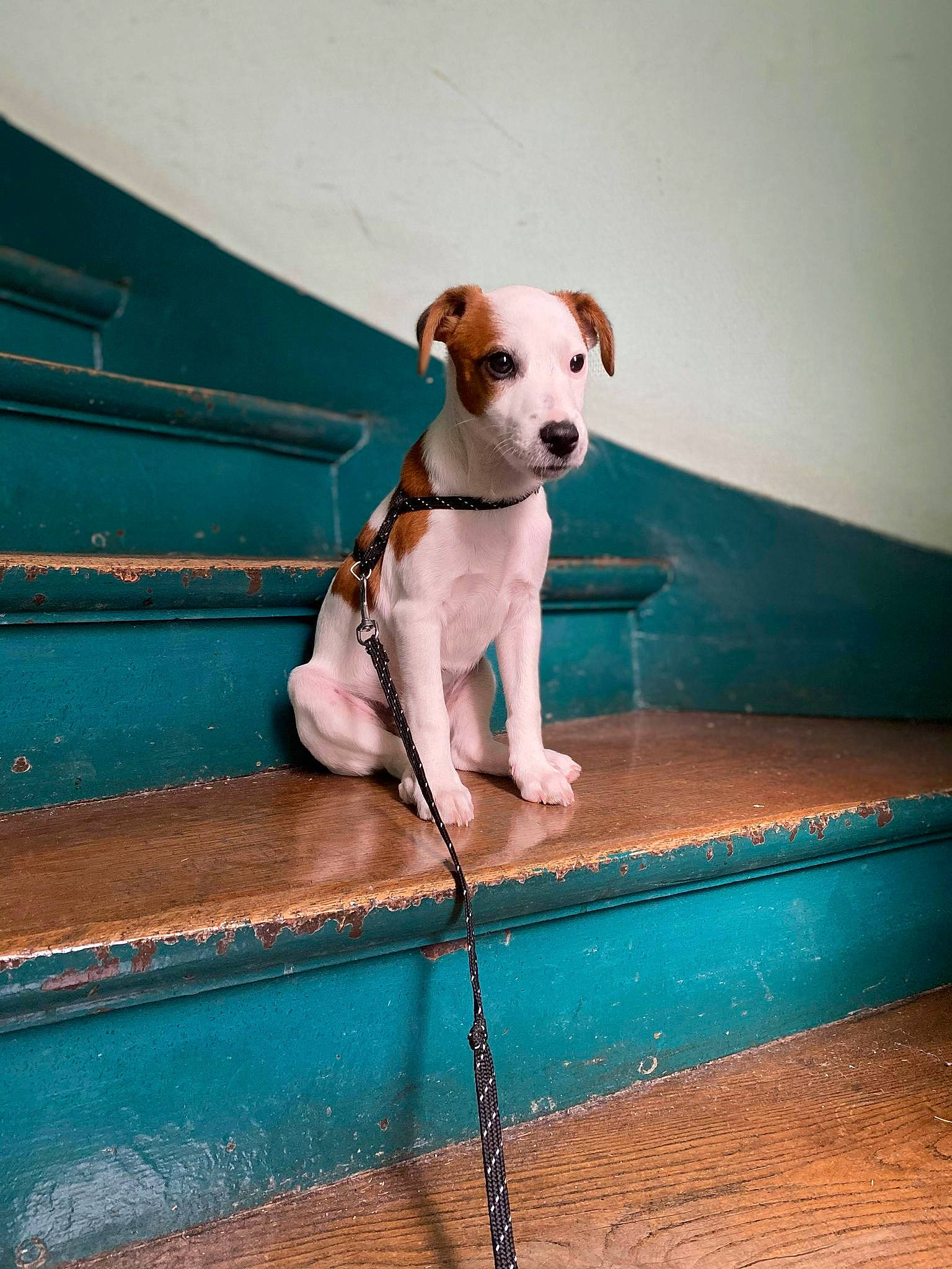 Lhasa participe au concours pour gagner de l'argent avec cette photo : blue, carnivore, collar, companion_dog, dog, dog_breed, dog_collar, electric_blue, fawn, flooring, line, pet_supply, rectangle, snout, sporting_group, stairs, tail, tints_and_shades, wood, working_animal