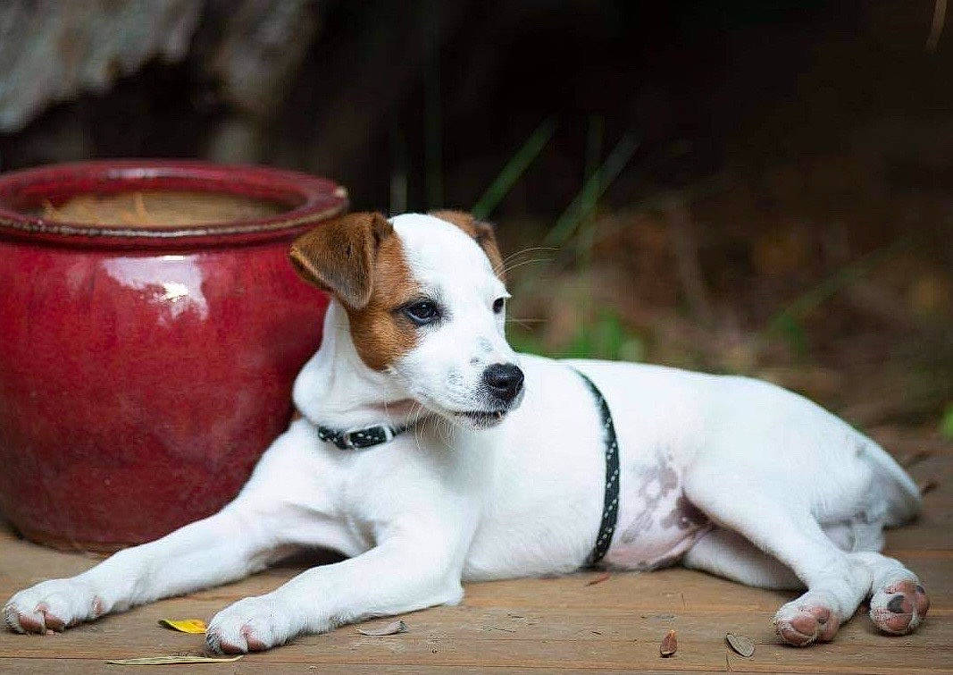 Lhasa a rejoint le concours — aidez-le/la à gagner de superbes lots ! canidae, carnivore, collar, companion_dog, cup, dishware, dog, dog_breed, dog_collar, drinkware, fawn, fur, irishjacks, paw, serveware, snout, sporting_group, terrestrial_animal, whiskers, working_animal