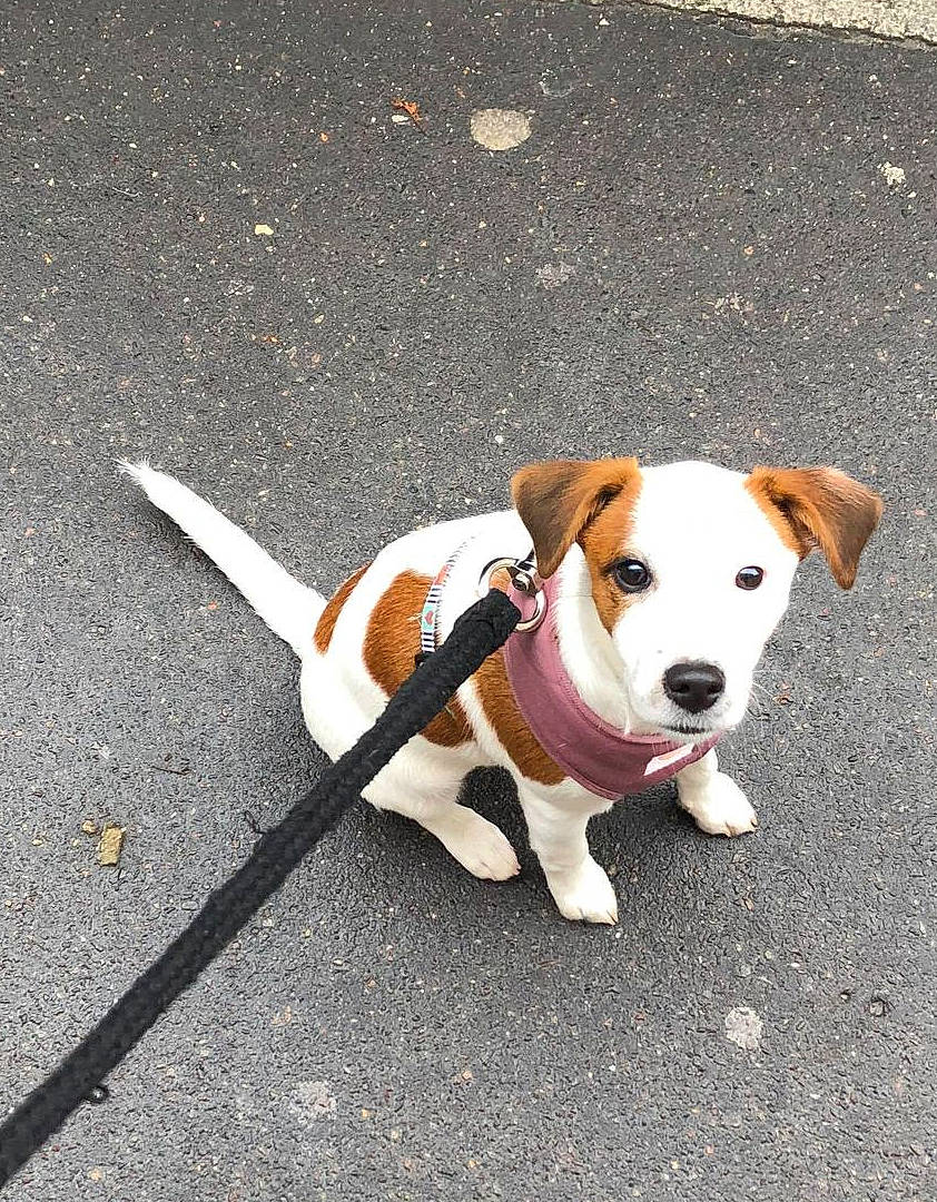 Lhasa a rejoint le concours — aidez-le/la à gagner de superbes lots ! asphalt, canidae, carnivore, collar, companion_dog, dog, dog_breed, dog_collar, dog_supply, fashion_accessory, fawn, leash, pet_supply, road, road_surface, sidewalk, snout, sporting_group, tail, working_animal