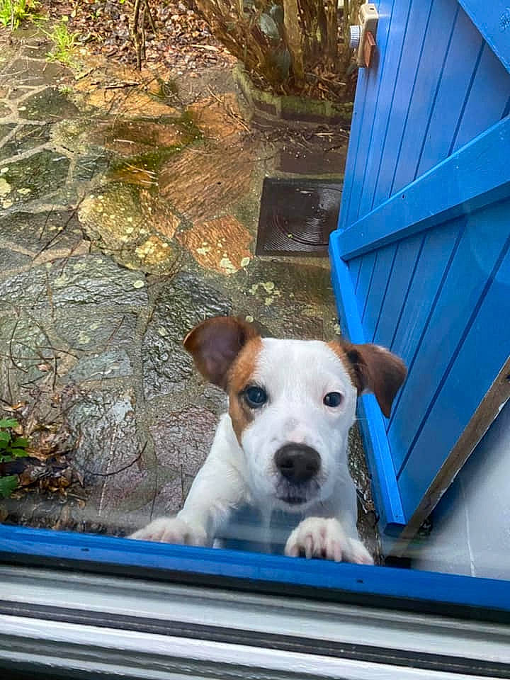 Lhasa participe au concours pour gagner de l'argent avec cette photo : blue, canidae, carnivore, collar, companion_dog, dog, dog_breed, fawn, irishjacks, leisure, pet_supply, plant, snout, sporting_group, terrier, windshield, wood, working_animal, working_terrier