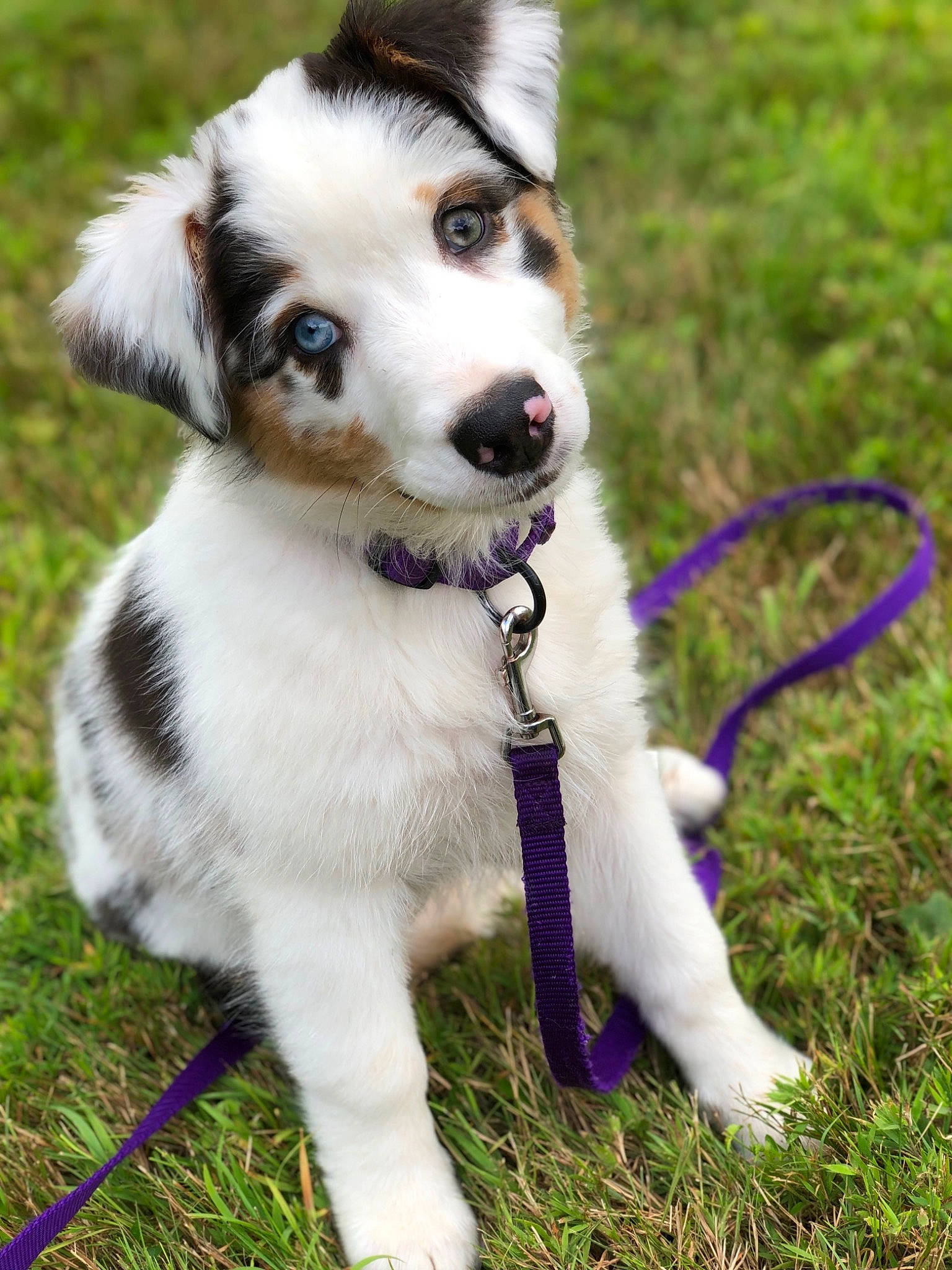 Kaida is registered to the contest to win money with this photo: australian_collie, australian_shepherd, border_collie, canidae, carnivore, companion_dog, dog, dog_breed, mammal, miniature_australian_shepherd, puppy, rare_breed_dog, snout, sporting_group, vertebrate, welsh_sheepdog, working_dog