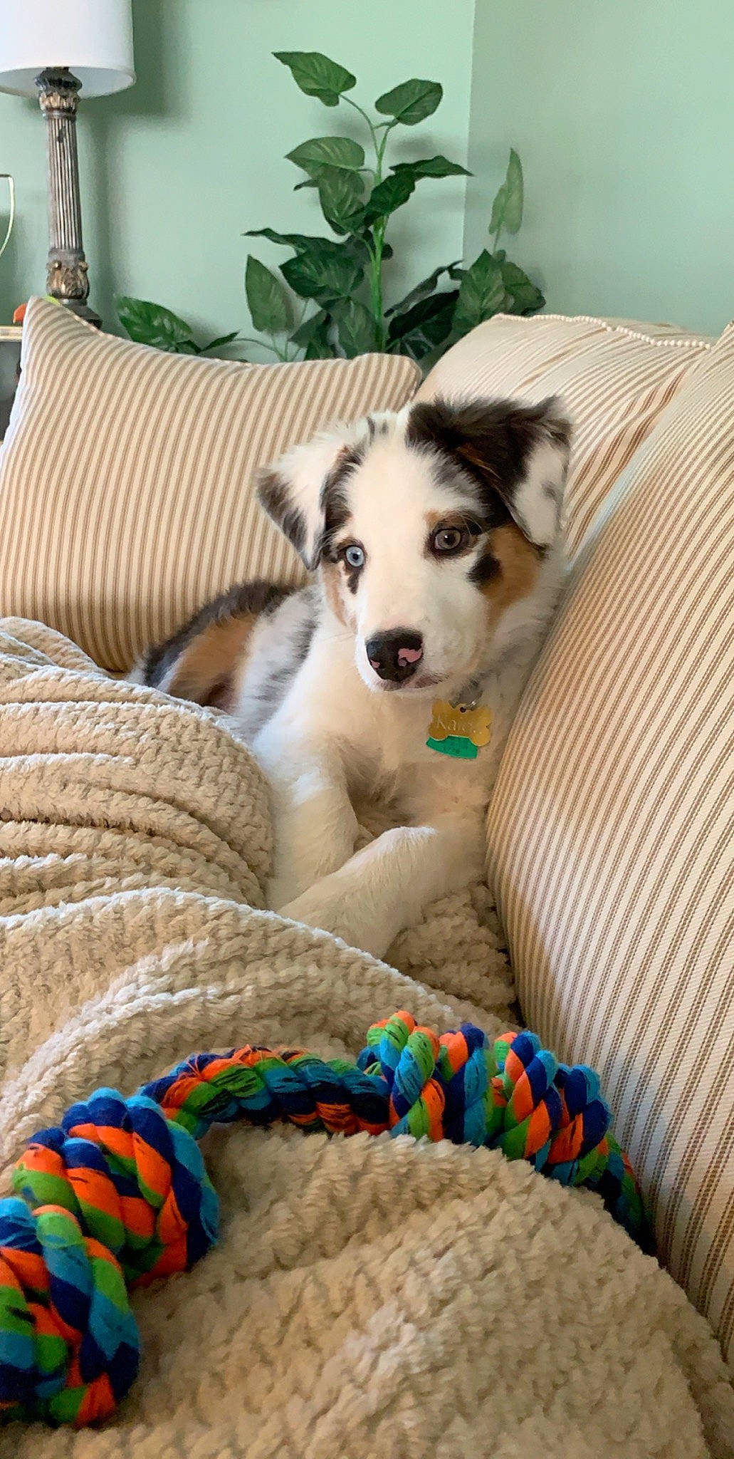 Kaida is registered to the contest to win money with this photo: alaskan_malamute, canidae, carnivore, companion_dog, dog, dog_breed, mammal, puppy, rare_breed_dog, siberian_husky, sled_dog, vertebrate