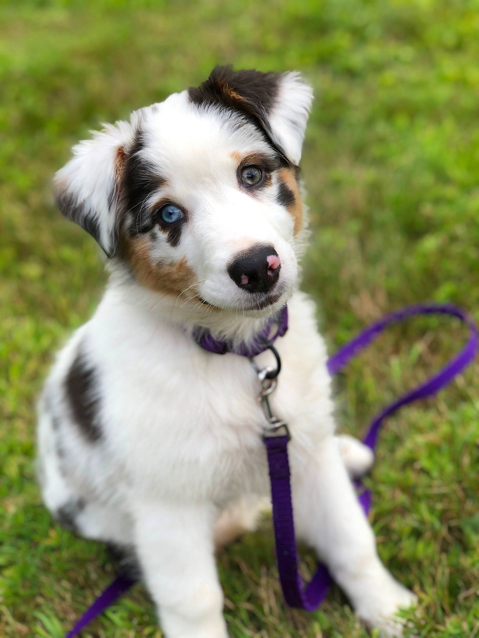 Kaida is registered to the contest to win money with this photo: australian_collie, australian_shepherd, border_collie, canidae, carnivore, companion_dog, dog, dog_breed, mammal, miniature_australian_shepherd, puppy, rare_breed_dog, snout, sporting_group, vertebrate, welsh_sheepdog, working_dog