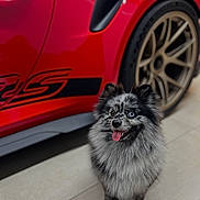 Vanille a rejoint le concours — aidez-le/la à gagner de superbes lots ! dog, fluffy, happy, tongue_out, car, sports_car, red_car, wheel, tire, vehicle, pet, indoor, floor, cute, small_dog, heterochromia, animal, canine, fur, companion