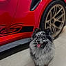 dog, fluffy, happy, tongue_out, car, sports_car, red_car, wheel, tire, vehicle, pet, indoor, floor, cute, small_dog, heterochromia, animal, canine, fur, companion