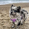 dog, beach, sand, ocean, blue_eyes, fluffy, small_dog, harness, outdoor, pet, cute, animal, fur, standing, alert, nature, water, marine, portrait, daylight