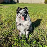 dog, grass, outdoor, sunlight, happy, tongue_out, heterochromia, fluffy, pet, animal, nature, greenery, ears, canine, daylight, field, sitting, portrait, fence, house