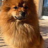 Ted participe au concours pour gagner de l'argent avec cette photo : dog, pomeranian, fluffy, fur, pet, animal, outdoor, sunlight, shadow, tile_floor, window, house, portrait, cute, small_dog, canine, brown, furry, companion, domestic_animal