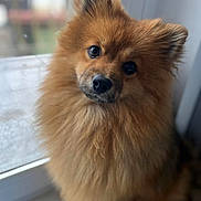 Ted a rejoint le concours — aidez-le/la à gagner de superbes lots ! dog, animal, pet, fluffy, brown, fur, portrait, cute, window, indoors, looking, face, ears, sitting, canine, furry, expression, domestic, companion, friendly