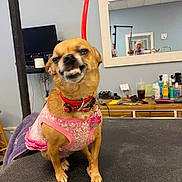 Sassy is registered to the contest to win money with this photo: accessories, animal, canine, computerhardware, dog, electronics, face, fitness, hardware, head, indoors, interiordesign, monitor, person, pet, pilates, screen, strap, tv, workingout