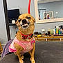 accessories, animal, canine, computerhardware, dog, electronics, face, fitness, hardware, head, indoors, interiordesign, monitor, person, pet, pilates, screen, strap, tv, workingout