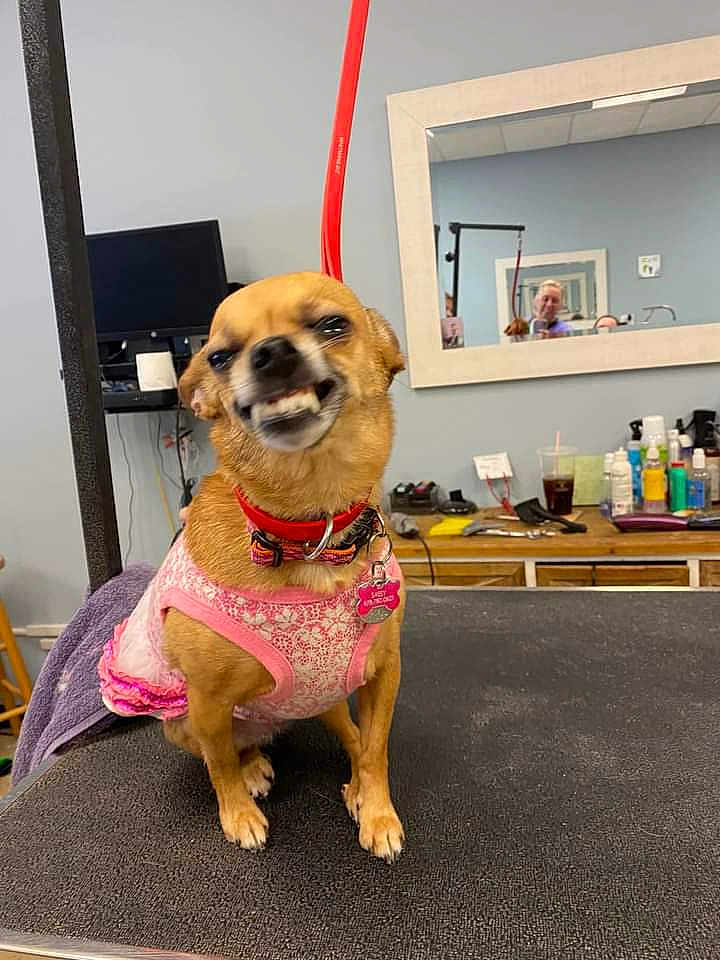 Sassy is registered to the contest to win money with this photo: accessories, animal, canine, computerhardware, dog, electronics, face, fitness, hardware, head, indoors, interiordesign, monitor, person, pet, pilates, screen, strap, tv, workingout