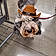 Mylo