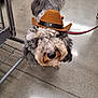 Mylo joined the competition — help win amazing prizes! dog, curly_fur, cowboy_hat, pet, animal, indoor, leash, concrete_floor, metal_structure, adorable, fluffy, cute, brown_hat, small_hat, closeup, standing, looking_up, paw, domestic_animal, companion