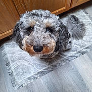 Mylo is registered to the contest to win money with this photo: animal, black_dog, canine, companion, curly_fur, cute, dog, domestic, ears, floor, fur, gray_dog, home, indoor, looking_up, mat, pet, snout, waiting, wooden_cabinet