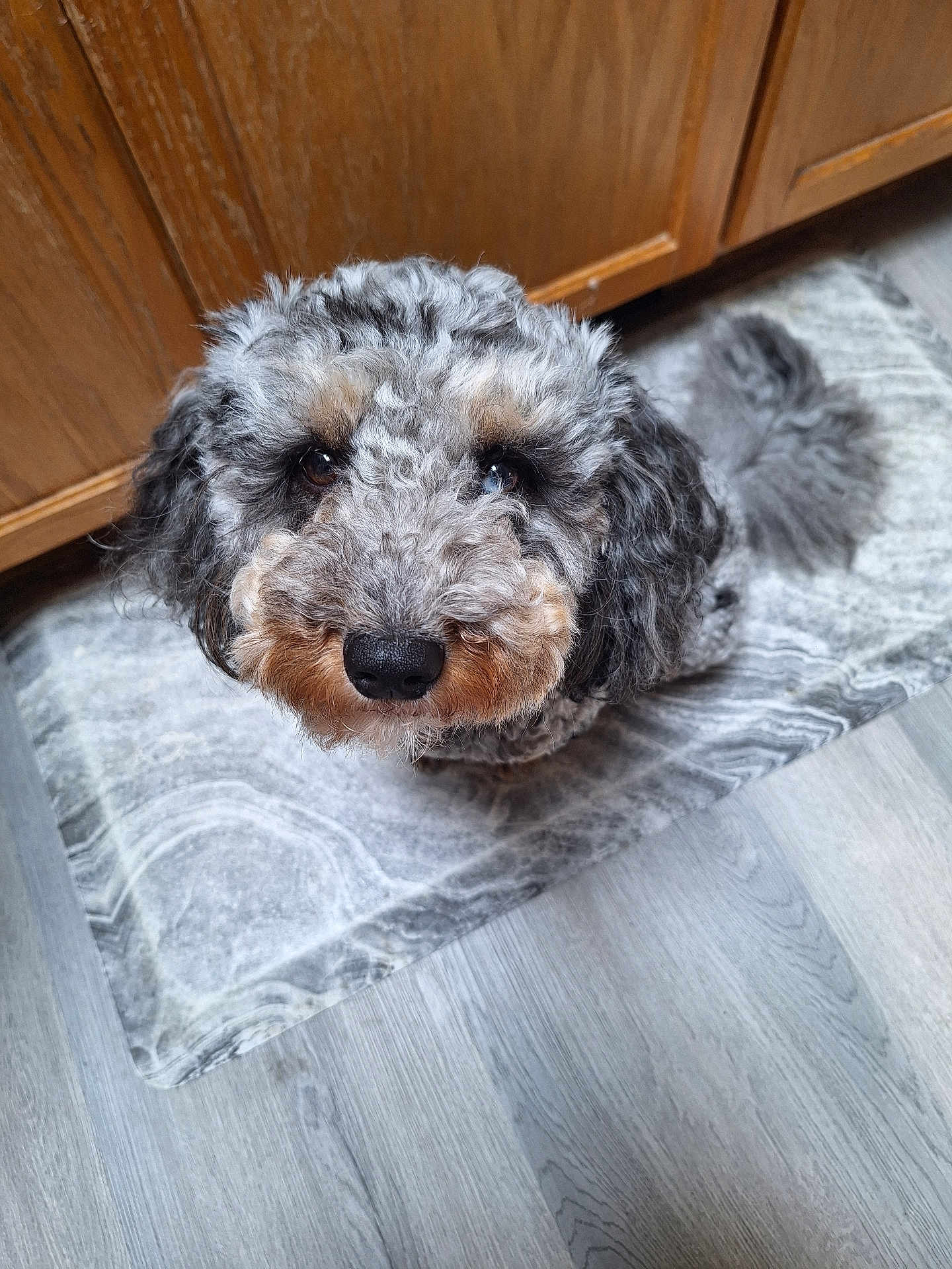Mylo