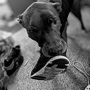 Klifford is registered to the contest to win money with this photo: dog, sneaker, shoe, carpet, indoor, black_and_white, playful, pet, canine, footwear, blurred, animal, mouth, floor, toy, domestic, furniture, leisure, household, fun