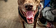 Klifford is registered to the contest to win money with this photo: dog, indoor, tongue_out, happy, playful, carpet, wooden_floor, shoes, clothes, pet, closeup, smiling, canine, flooring, household, domestic_animal, brown_dog, animal, studio, portrait