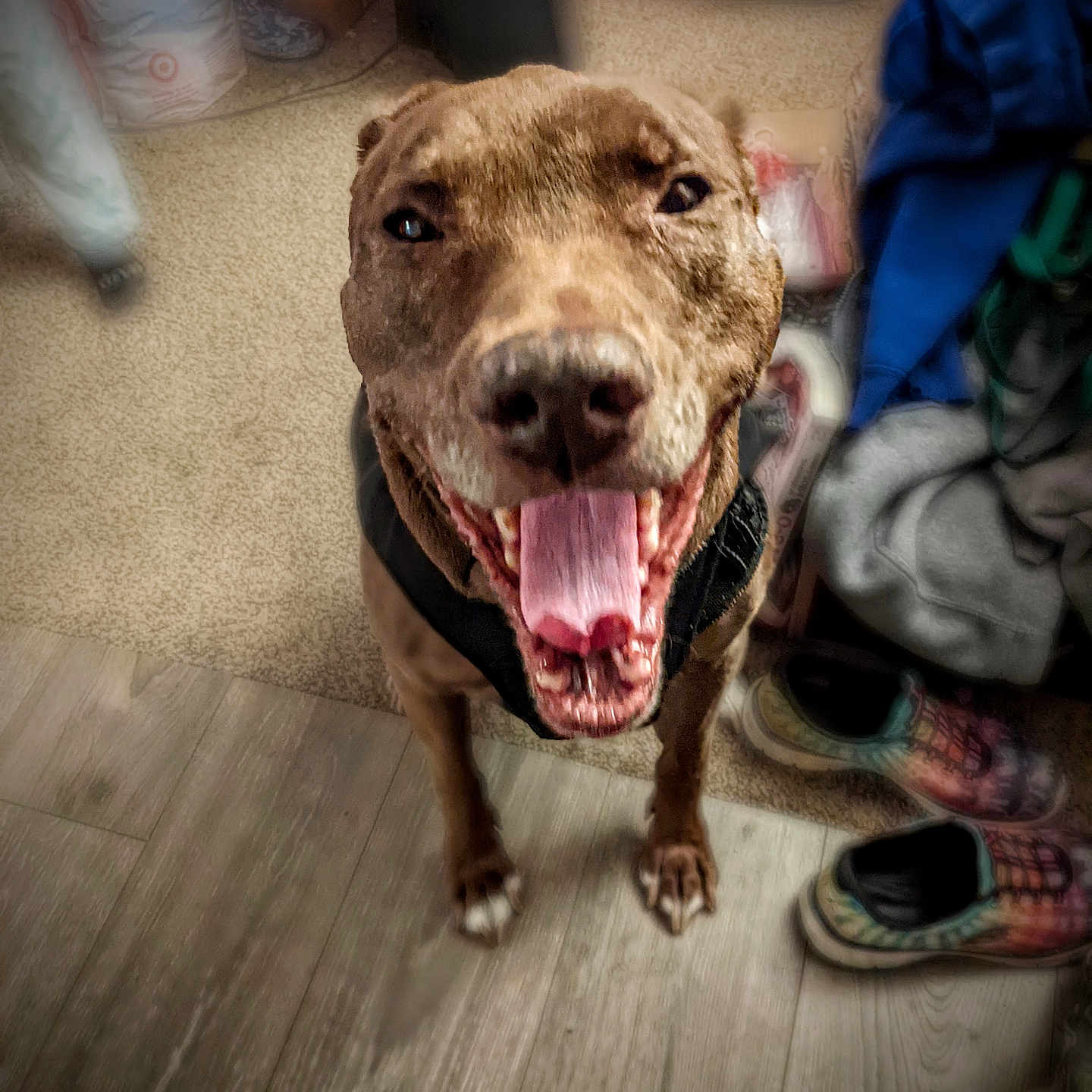 Klifford is registered to the contest to win money with this photo: animal, brown_dog, canine, carpet, closeup, clothes, dog, domestic_animal, flooring, happy, household, indoor, pet, playful, portrait, shoes, smiling, studio, tongue_out, wooden_floor