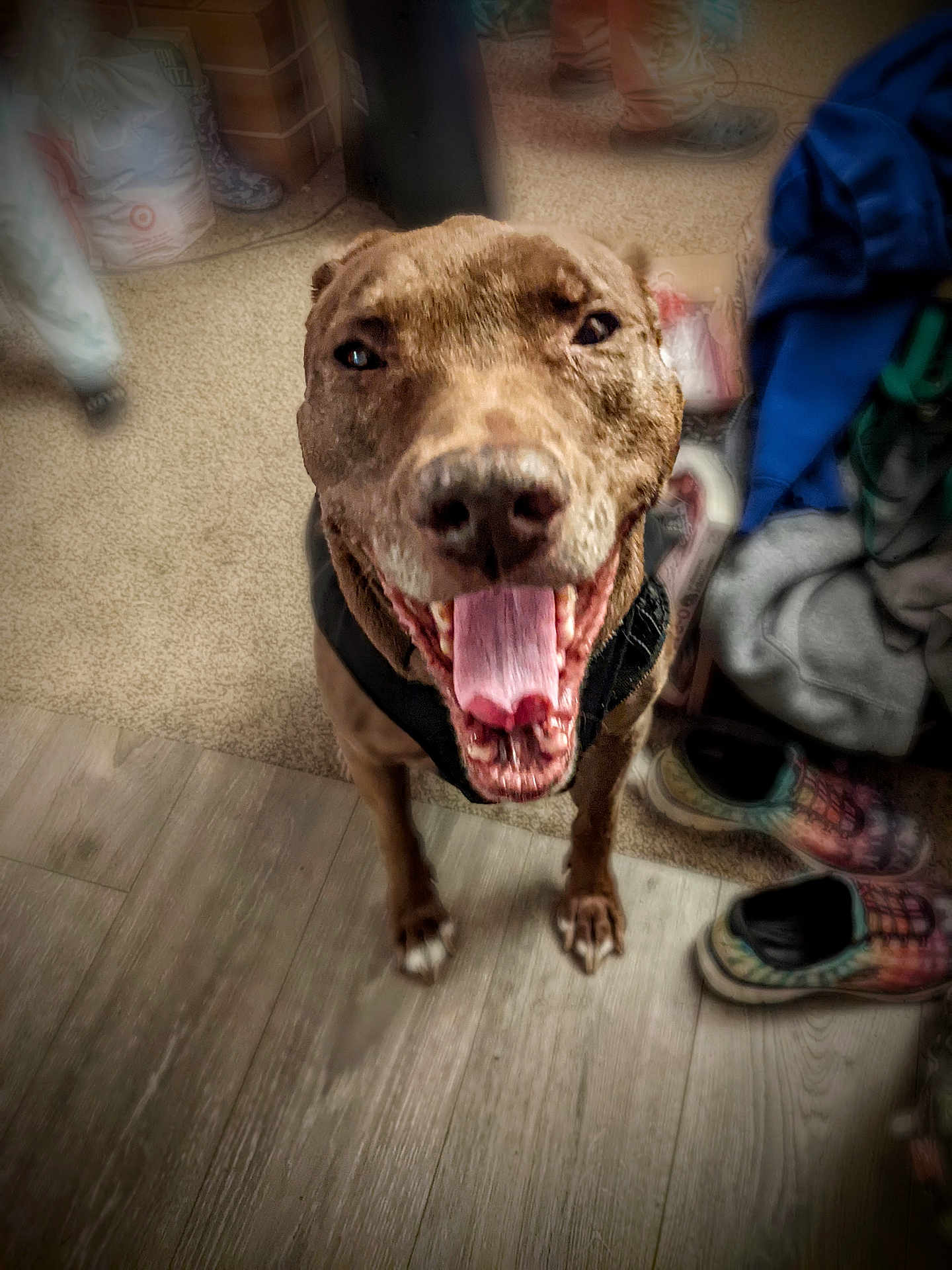 Klifford is registered to the contest to win money with this photo: dog, indoor, tongue_out, happy, playful, carpet, wooden_floor, shoes, clothes, pet, closeup, smiling, canine, flooring, household, domestic_animal, brown_dog, animal, studio, portrait