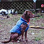 Klifford joined the competition — help win amazing prizes! dog, brown_dog, jacket, outdoor, yard, grass, garden_tools, sitting, pet, animal, clothing, fence, dirt, nature, canine, side_view, domestic_animal, quiet, watchful, backyard
