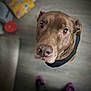 Klifford is registered to the contest to win money with this photo: dog, brown_dog, pet, indoor, floor, vest, animal, looking_up, blurry_background, curious, closeup, household_items, socks, feet, flooring, casual, companion, domestic_animal, canine, portrait