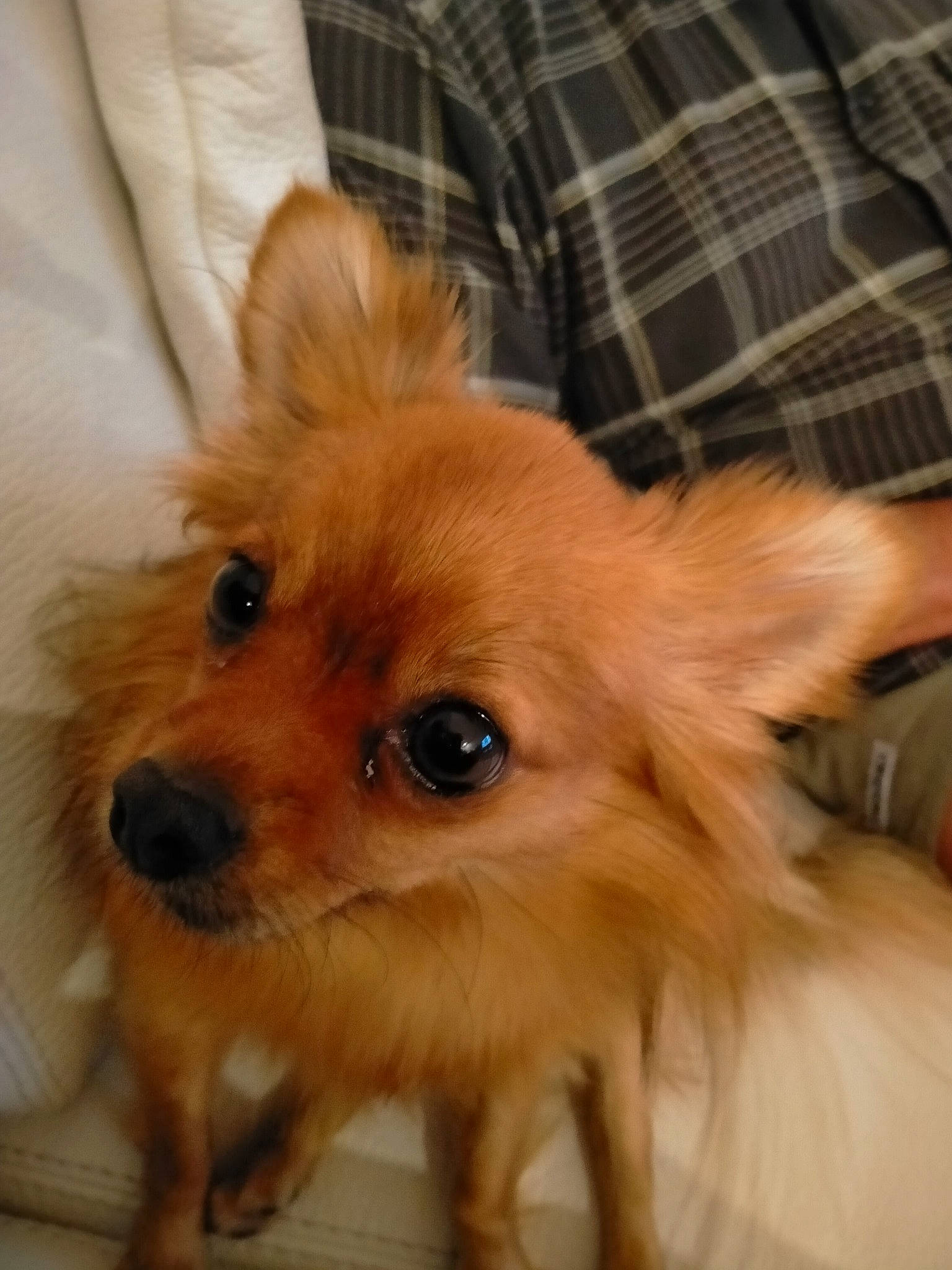 Rebelle participe au concours pour gagner de l'argent avec cette photo : carnivore, companion_dog, dog, dog_breed, ear, eye, fawn, fur, german_spitz, german_spitz_klein, german_spitz_mittel, liver, plaid, snout, spitz, sporting_group, tartan, toy_dog, whiskers, working_animal