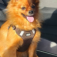 Rebelle participe au concours pour gagner de l'argent avec cette photo : animal, brown_coat, canine, car_seat, closeup, companion, cute, dog, domestic_animal, fluffy, friendly, furry, happy, harness, indoor, pet, sitting, small_dog, sunlight, tongue_out