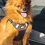 animal, brown_coat, canine, car_seat, closeup, companion, cute, dog, domestic_animal, fluffy, friendly, furry, happy, harness, indoor, pet, sitting, small_dog, sunlight, tongue_out
